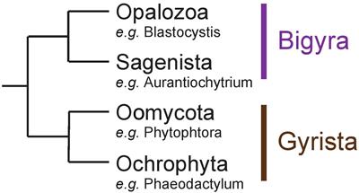 Retracing Storage Polysaccharide Evolution in Stramenopila